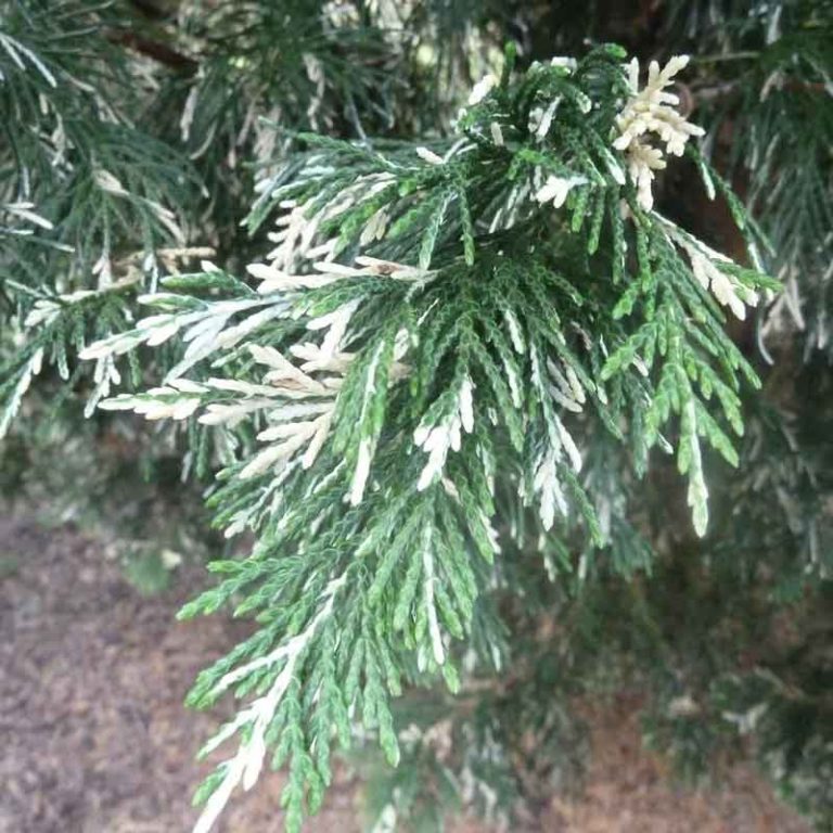 Types of Leylandii | A list of Cultivars & Clones of Green & Golden ...